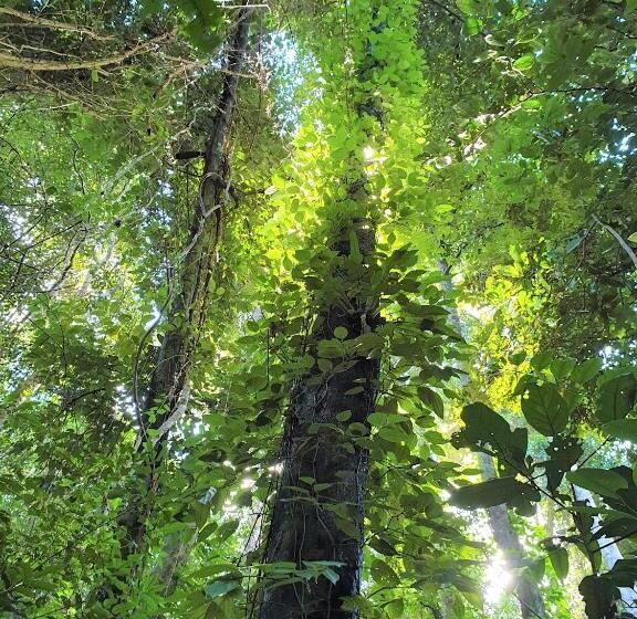 Palm Grove Rainforest Retreat