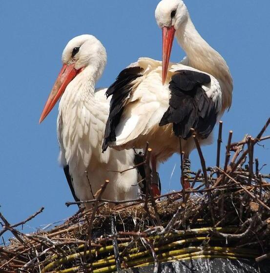 פנסיון Appartement T3 Aux Deux Cigognes Gries