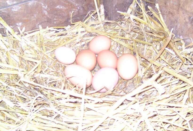 Пансион Chambre D Hotes De La Mousse