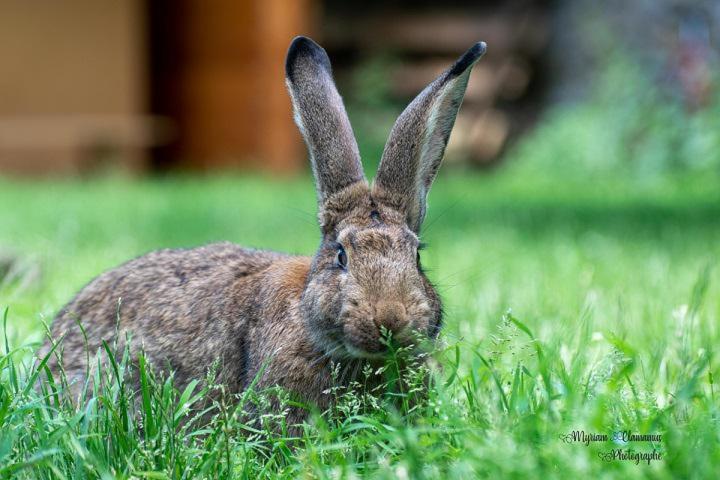 פנסיון Chez Aurélia Chambres & Table D Hôtes
