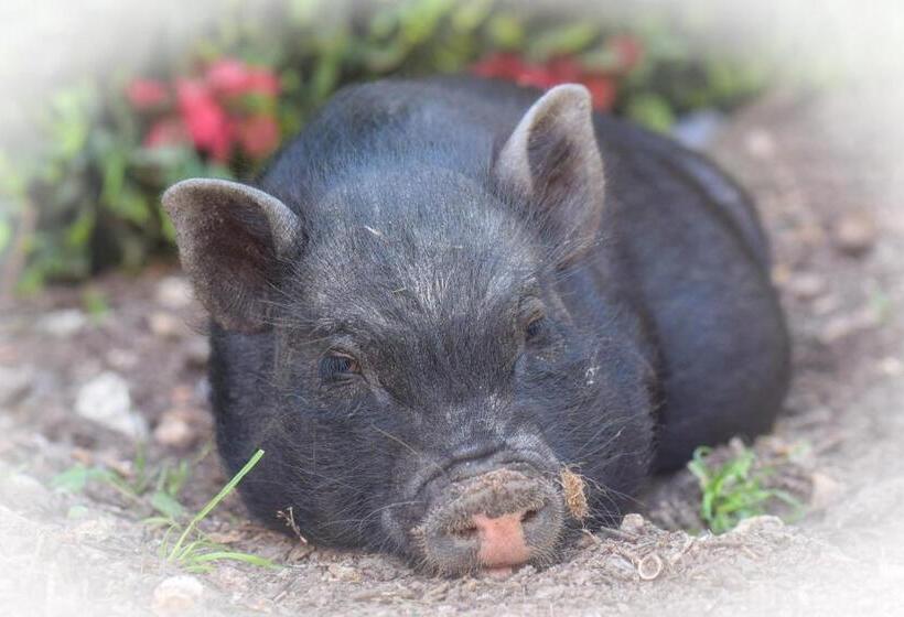 פנסיון Chez Aurélia Chambres & Table D Hôtes