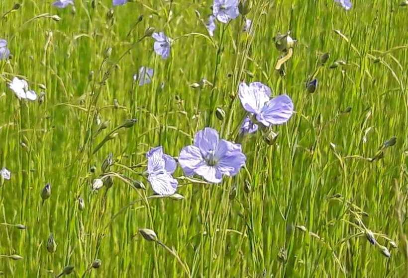 بنسيون Le Clos Des Pensées