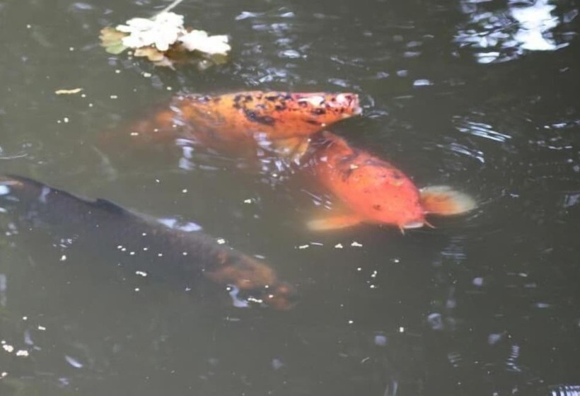 ペンション Propriété De La Mer D'iroise