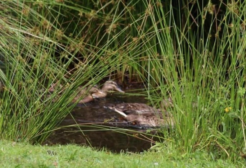 ペンション Propriété De La Mer D'iroise