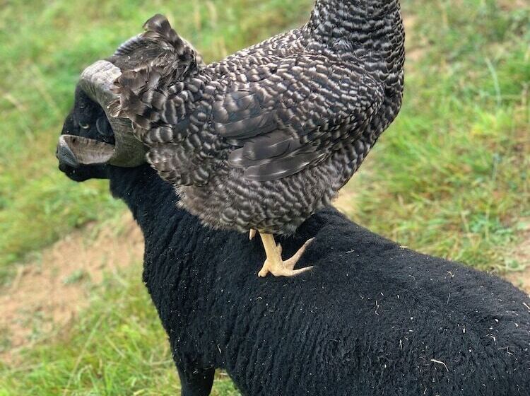 渡假胜地  Village De Gite   La Cascade