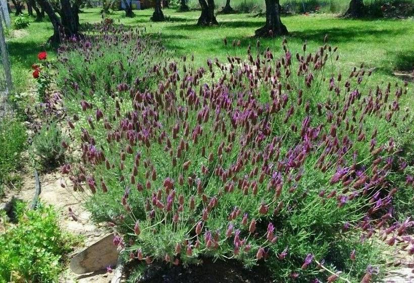 فندق صغير Campamento Los Tres Picos De La Vera