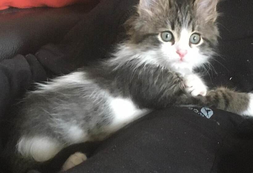 צימר La Tramontane