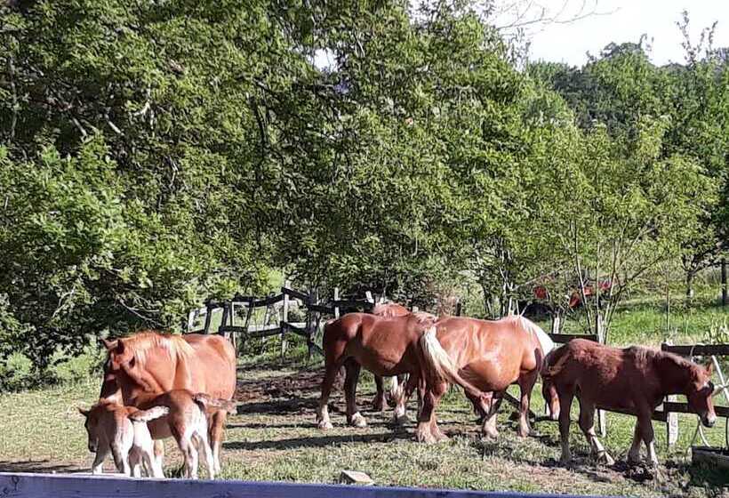 ベッドアンドブレックファースト Chambres D Hotes Azkena