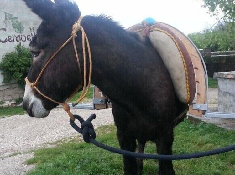 Сельский отель Agriturismo Borgo Cerquelle