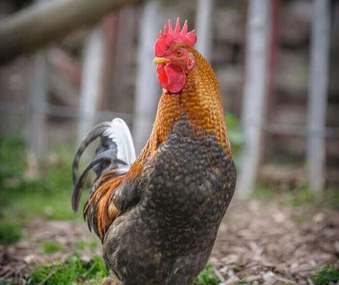 Nengshof   Haus Königskerze