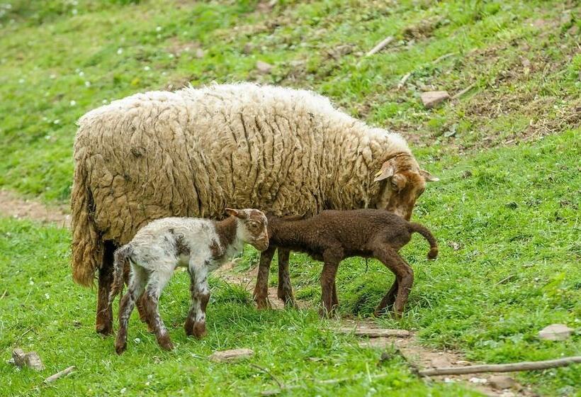 Nengshof   Haus Königskerze