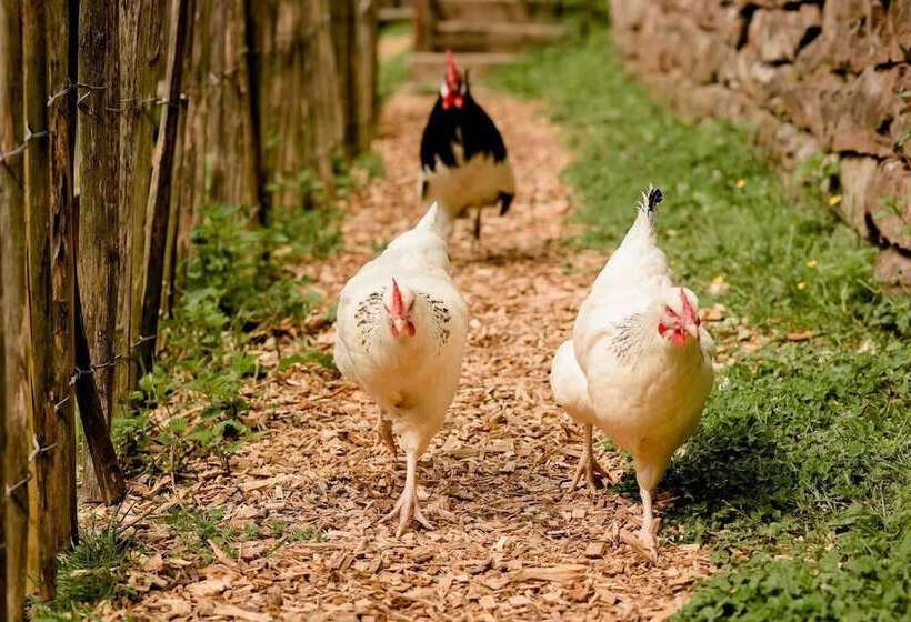 Nengshof   Haus Wildrose