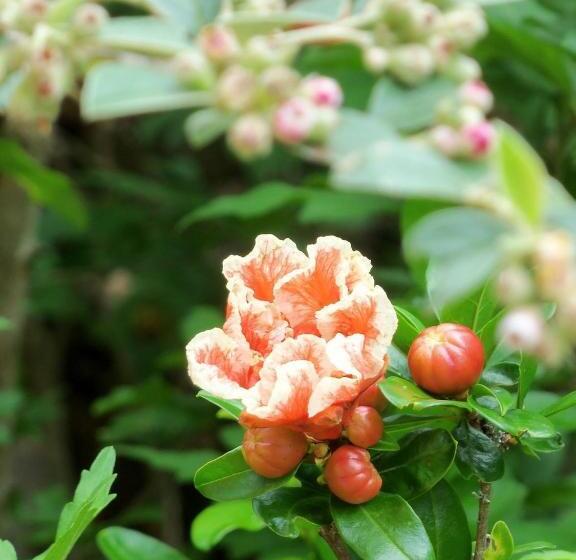 Пансион Chambres Et Jardin De Pierres