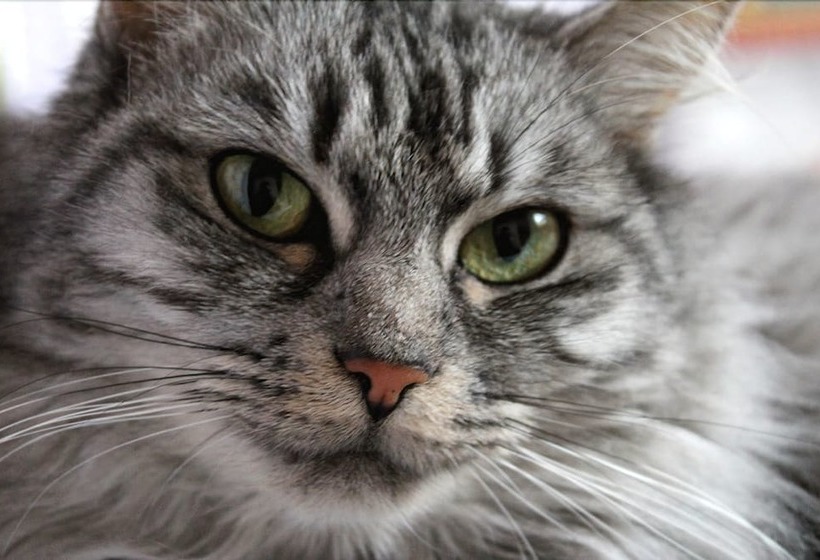 פנסיון Les Goubelins