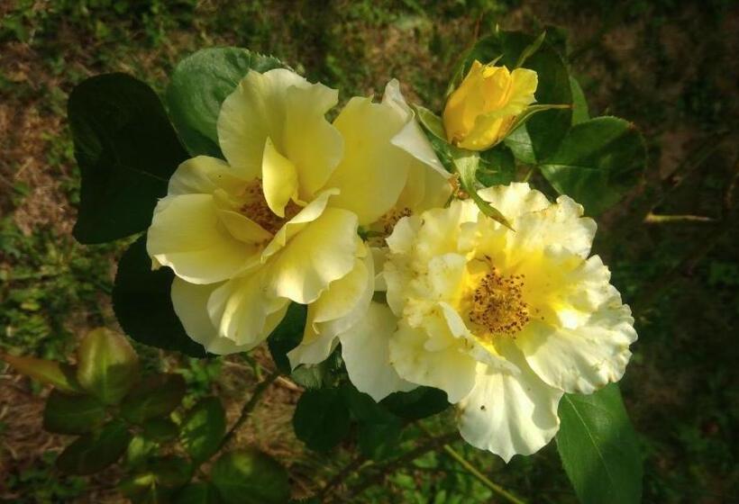 膳宿费 Montplaisir