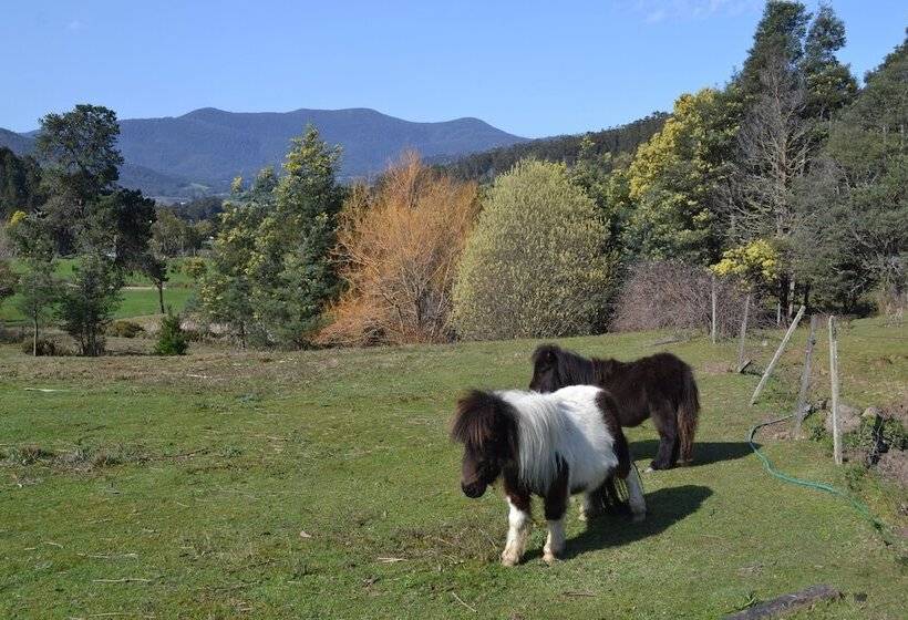 Whispering Spirit Holiday Cottages & Mini Ponies