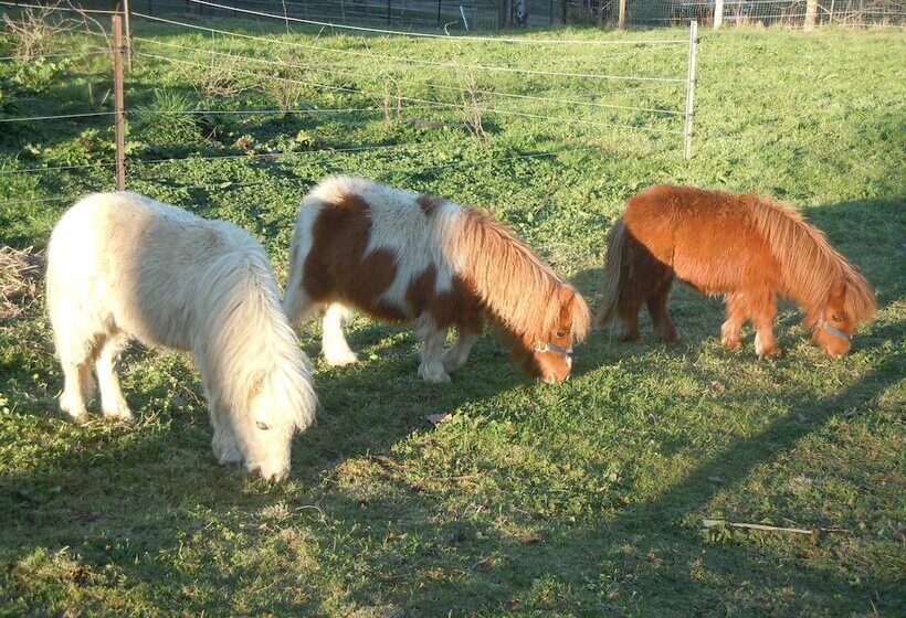 Whispering Spirit Holiday Cottages & Mini Ponies