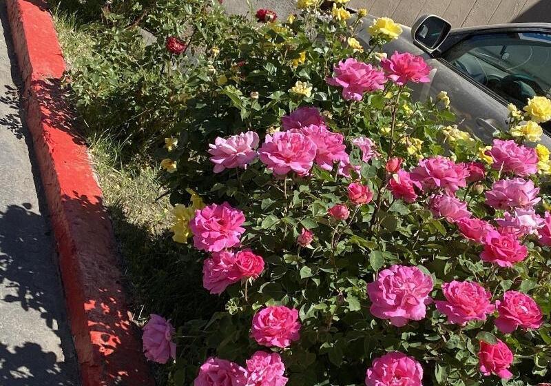 Отель Budget Inn At The Heavenly Gondola