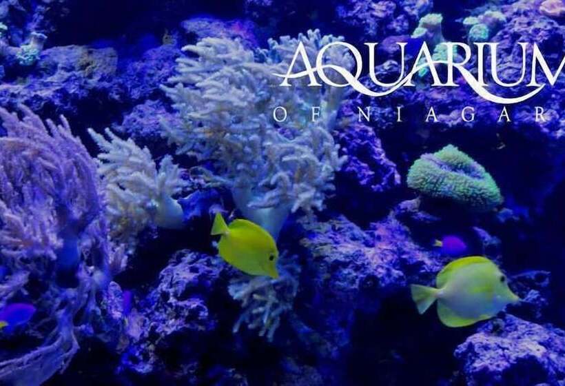 汽车旅馆  Super 8 By Wyndham Niagara Falls