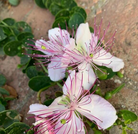 ベッドアンドブレックファースト Casa Cerboneschi