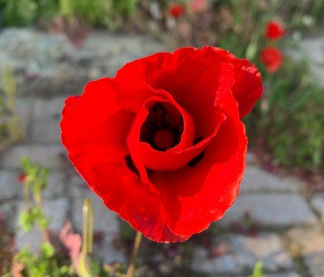 ベッドアンドブレックファースト Casa Cerboneschi