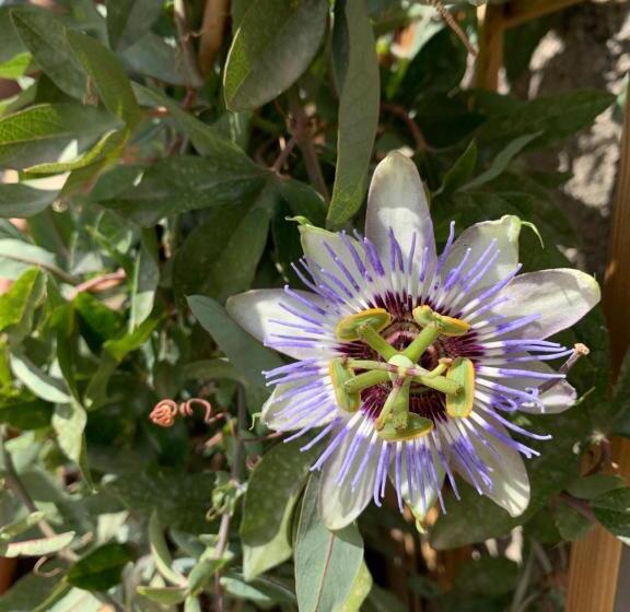 ベッドアンドブレックファースト Casa Cerboneschi