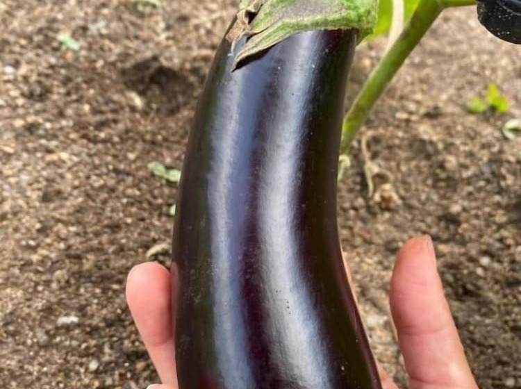 Bed and Breakfast Il Nuraghe Del Lago Coghinas