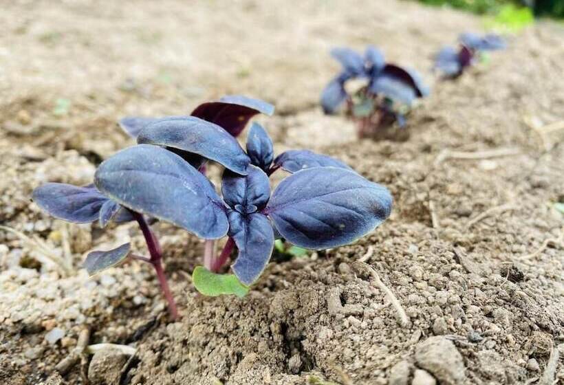 Bed and Breakfast Il Nuraghe Del Lago Coghinas
