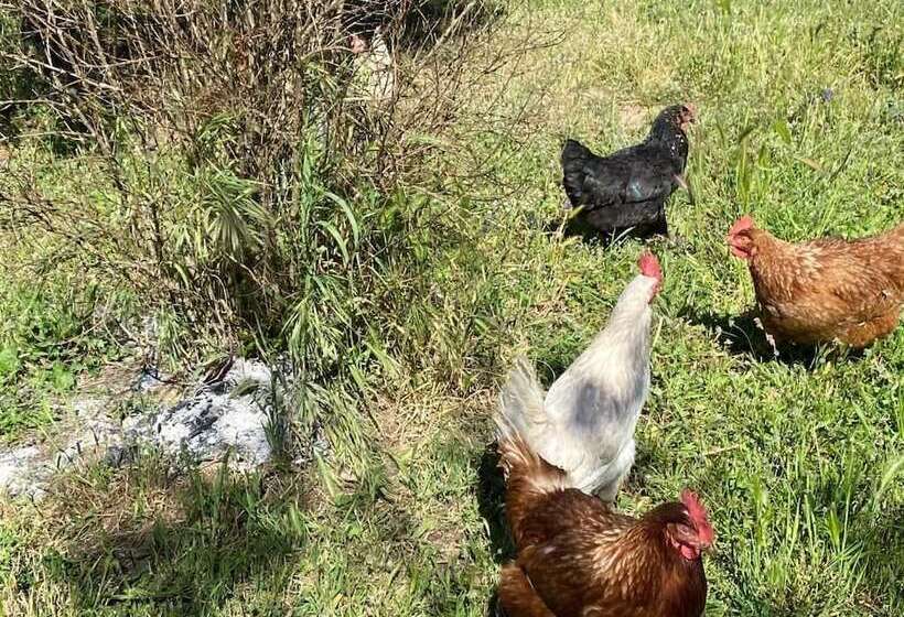 Bed and Breakfast Il Nuraghe Del Lago Coghinas