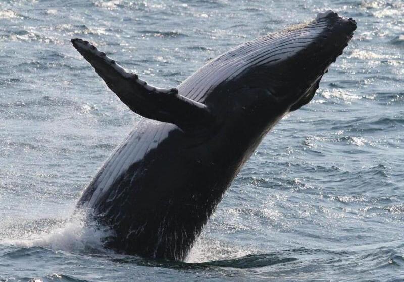 Culburra Beach Motel