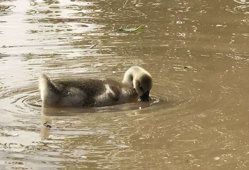 여관 Landhotel Rangau Gasthof & Brennerei