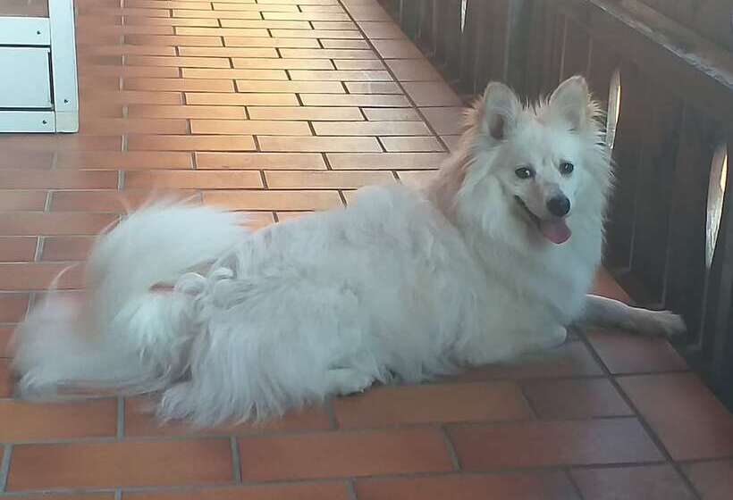 호텔 Grand Apartment Allgäu