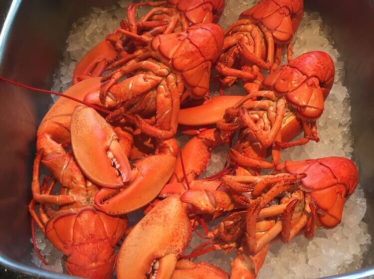 فندق Jardine's Inn