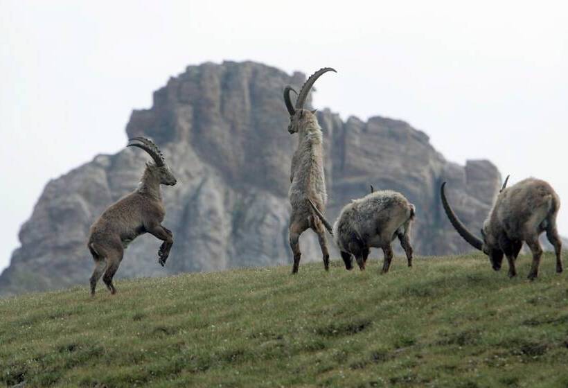 فندق Restaurant Capricorns