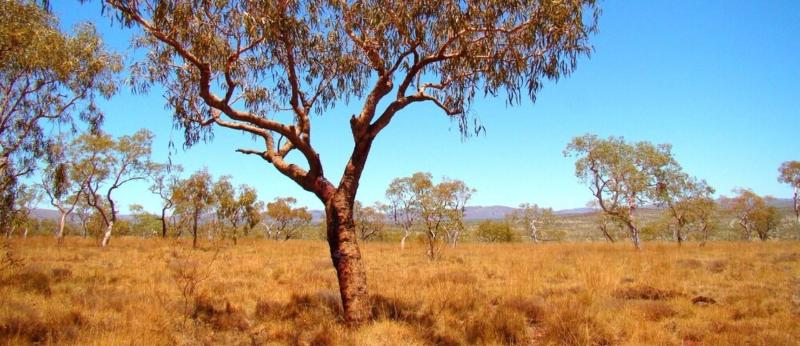 בית מלון כפרי Tom Price Tourist Park