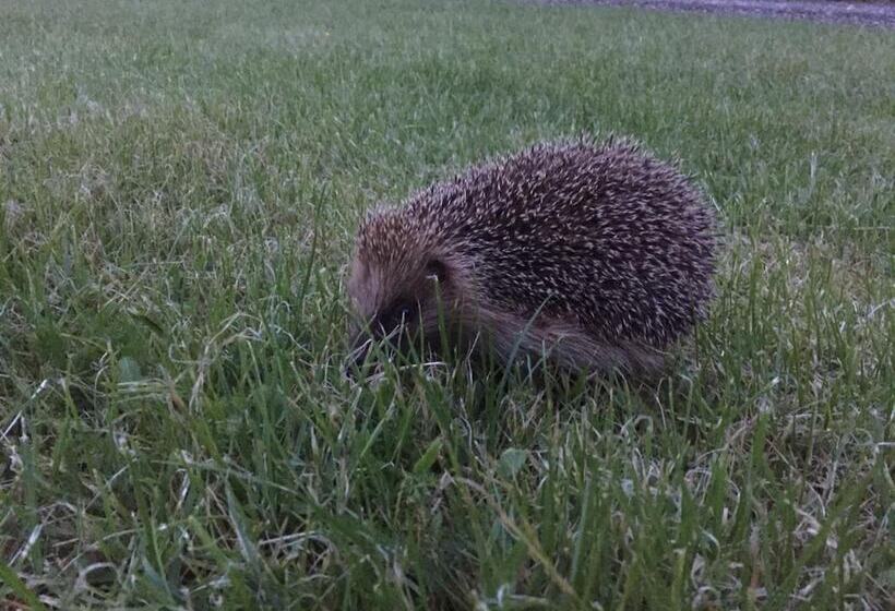 פנסיון Château De Plessier Roza