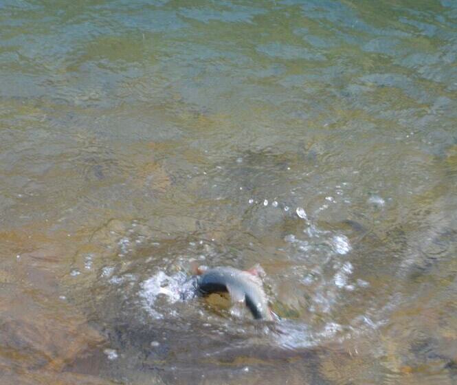 بنسيون Maison D'hôtes L'escalère