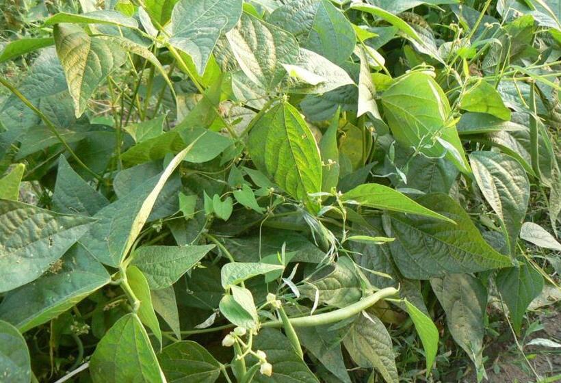 Valle Maira, Agriturismo Nel Parco Dei Nebrodi