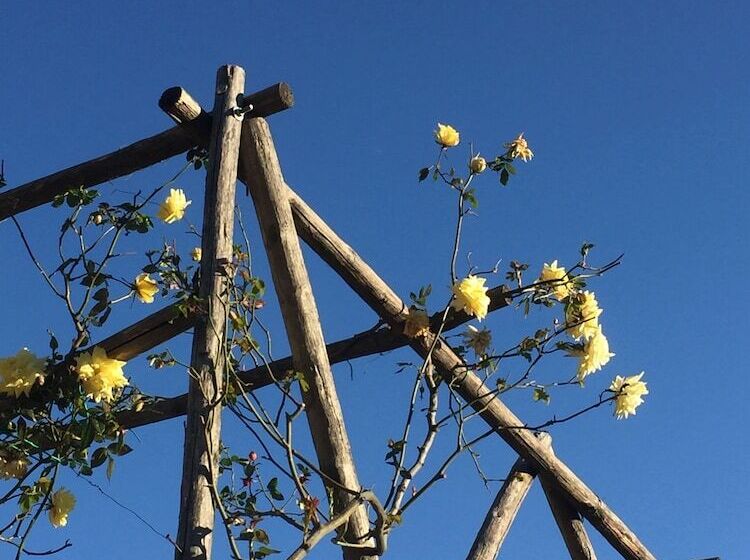 צימר Joie De Vivre