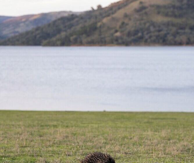 فندق Reflections Grabine Lakeside   Holiday Park