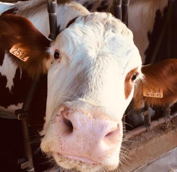 乡村酒店  Alloggi Agrituristici Le Vignole