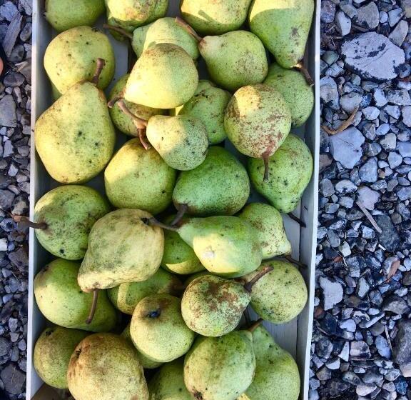 בית מלון כפרי Palazzo Minelli