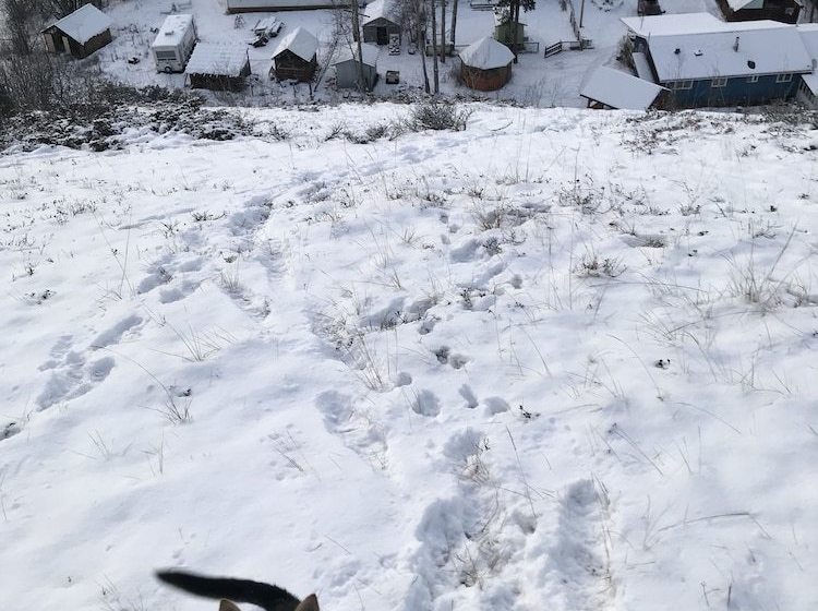 ホテル Stikine Valley Inn