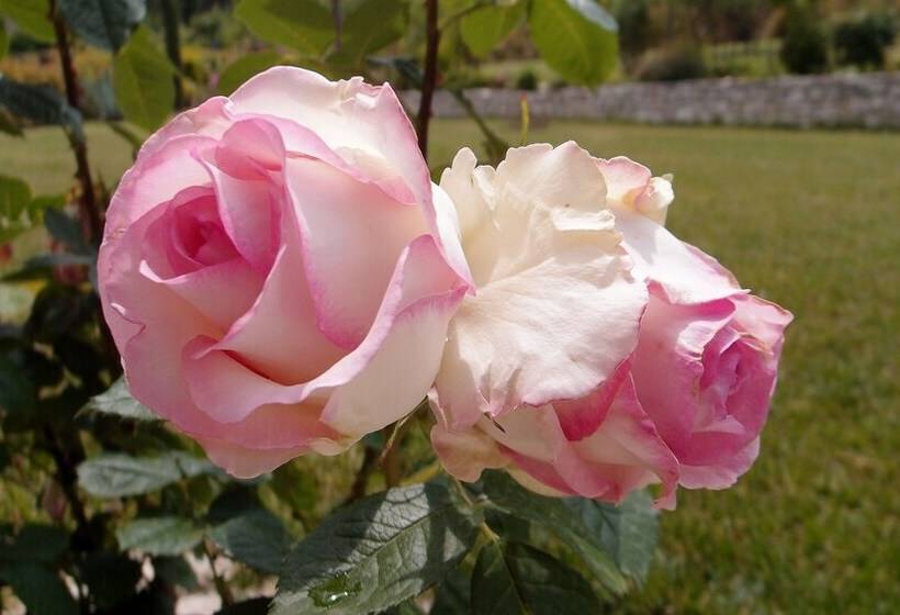 La Villa In Rosa B&b