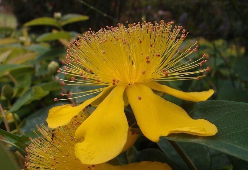 La Villa In Rosa B&b