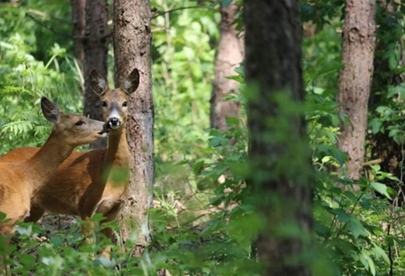 Landhotel Waldeck   Ihr Urlaubshotel In Der Natur