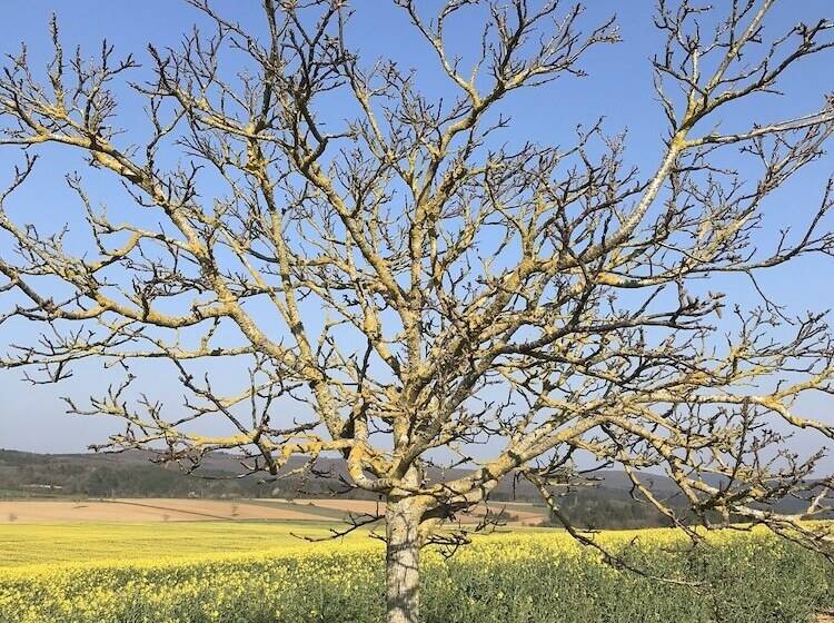 פנסיון La Framboisine