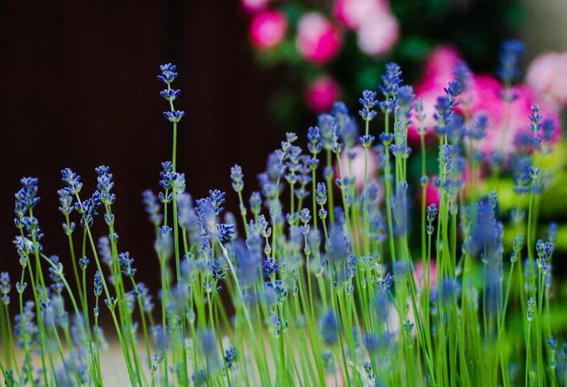 膳宿费 Manoir Du Bois Mignon