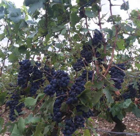 פנסיון Pivoine Chambre D Hotes