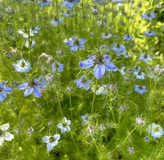 פנסיון Pivoine Chambre D Hotes